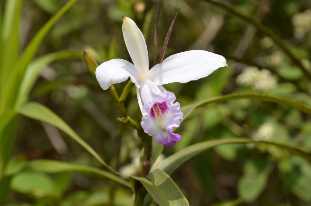 Arundina graminifolia - Maurice
