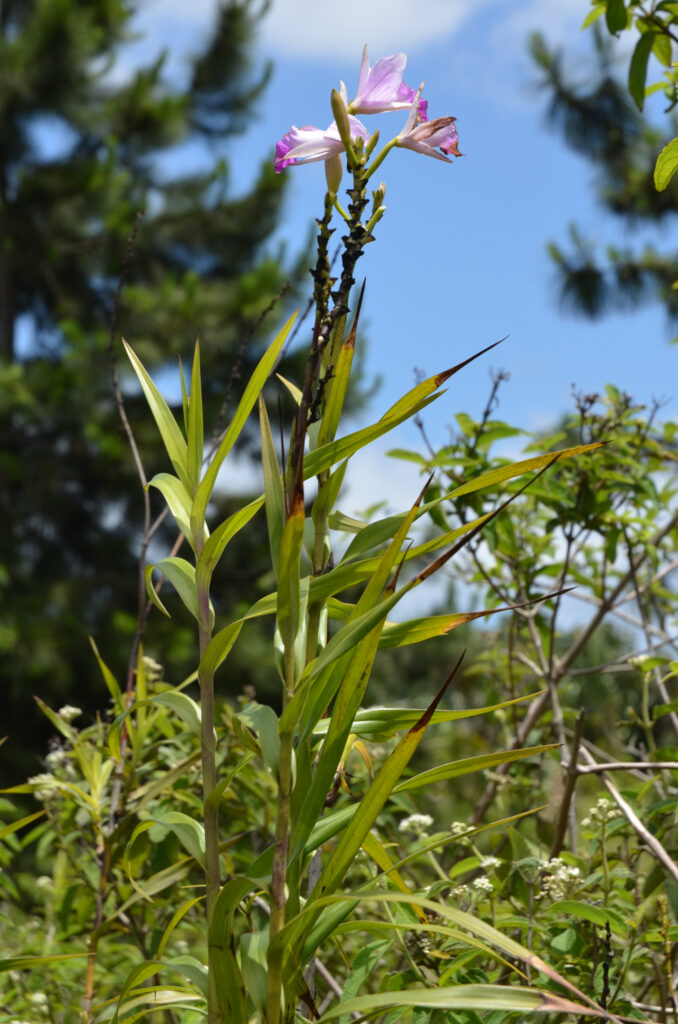 Arundina graminifolia - Maurice