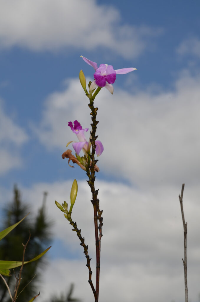Arundina graminifolia - Maurice