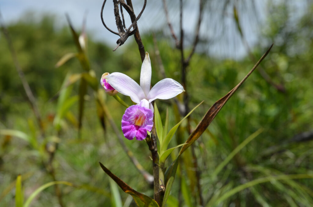 Arundina graminifolia - Maurice