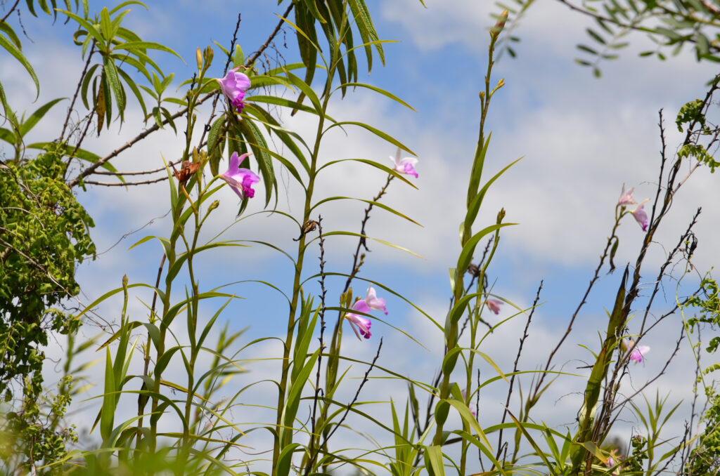 Arundina graminifolia - Maurice