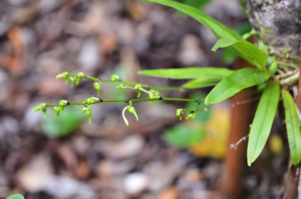 Angraecum calceolus - Maurice