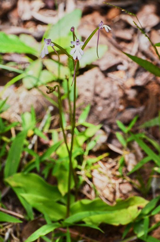 Cynorkis fastigiata - Maurice