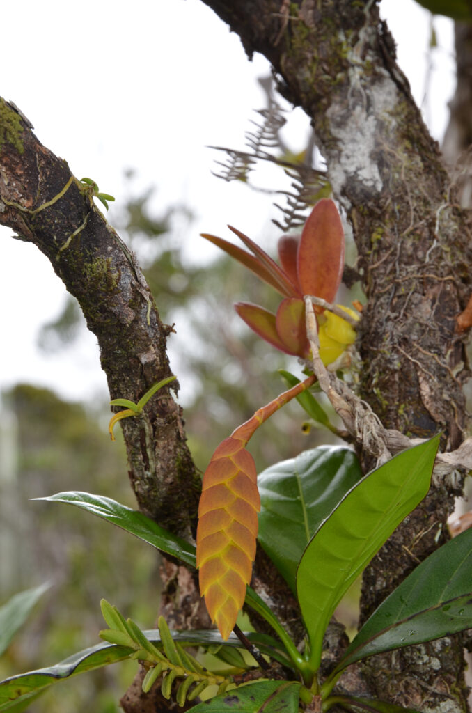 Bulbophyllum occultum - Maurice