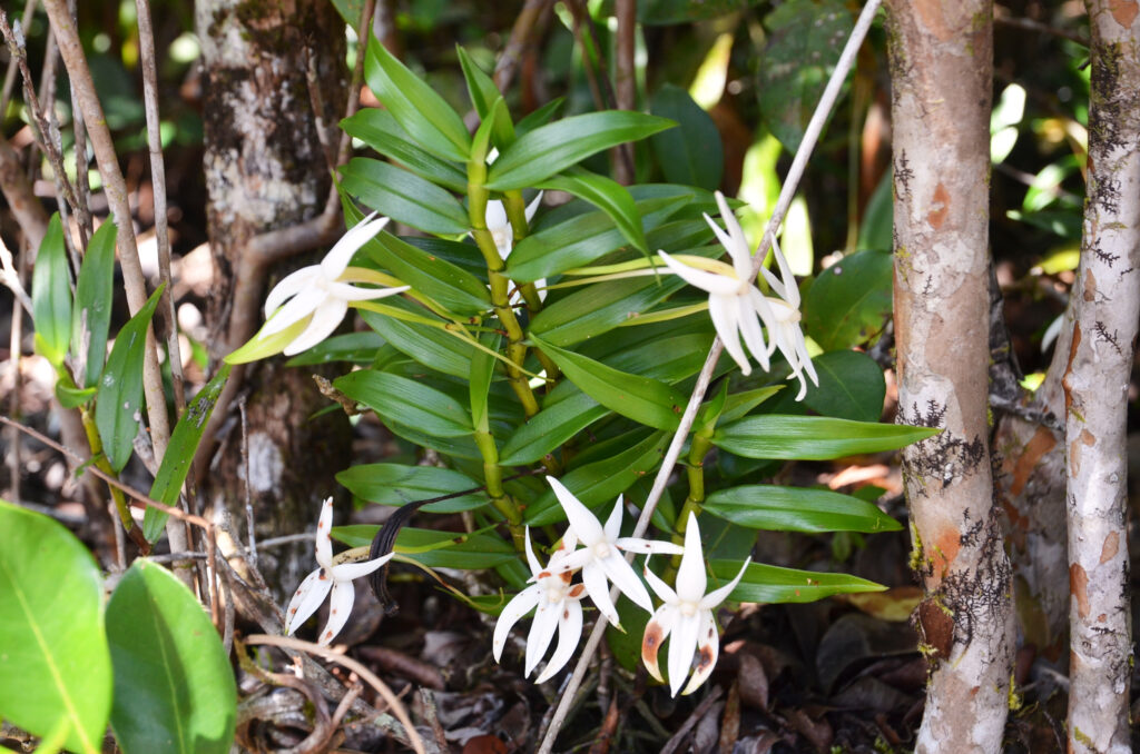 Angraecum mauritianum - Maurice