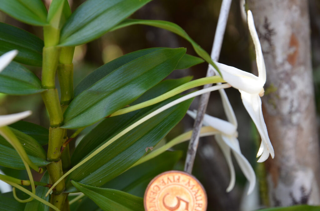 Angraecum mauritianum - Maurice