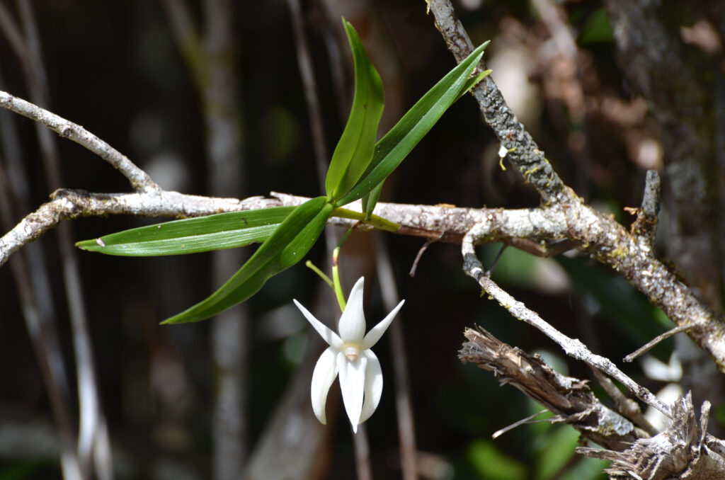 Angraecum mauritianum - Maurice