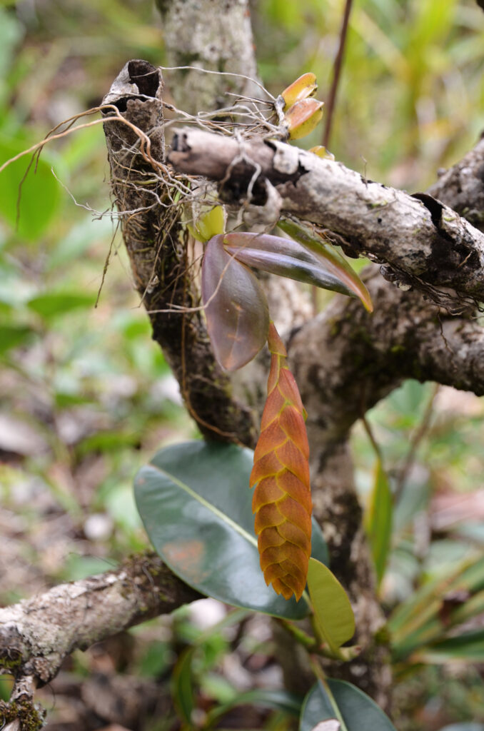 Bulbophyllum occultum - Maurice