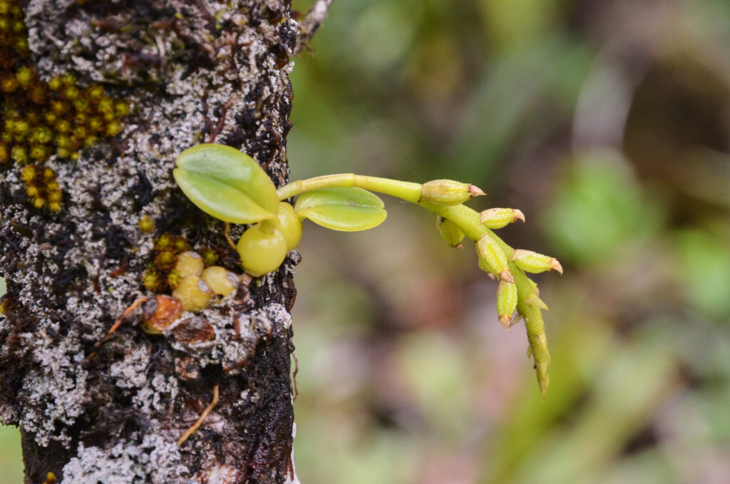 Bulbophyllum pusillum - Maurice