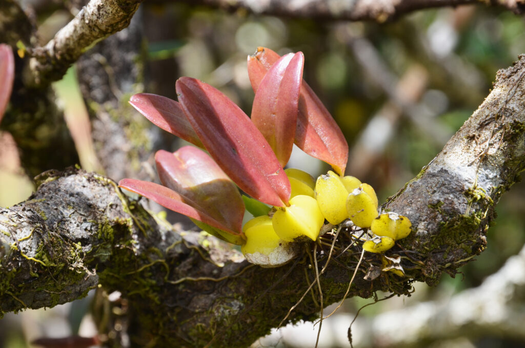 Bulbophyllum occultum - Maurice