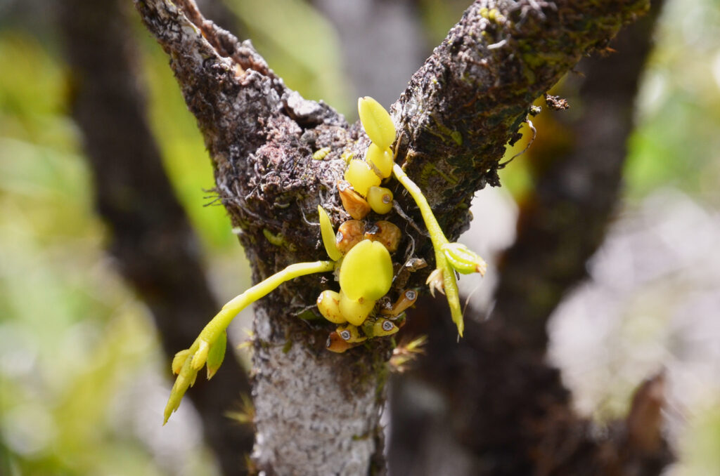 Bulbophyllum pusillum - Maurice