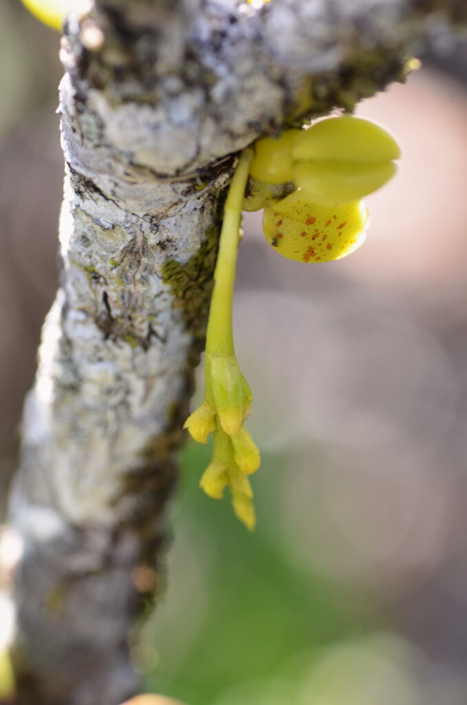 Bulbophyllum pusillum - Maurice
