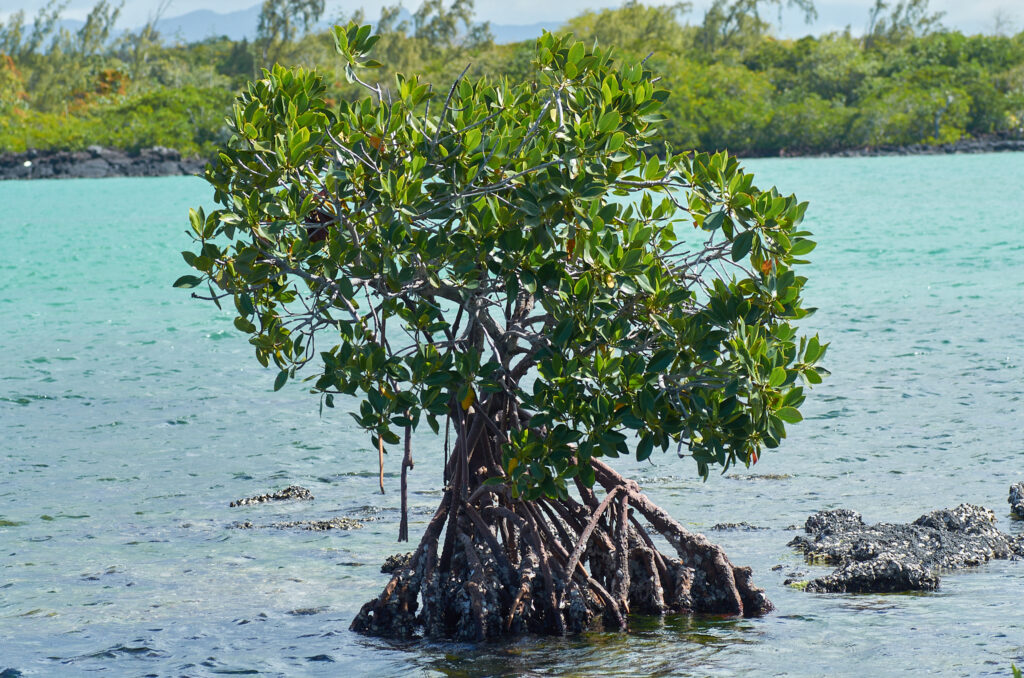Rhizophora mucronata - Maurice