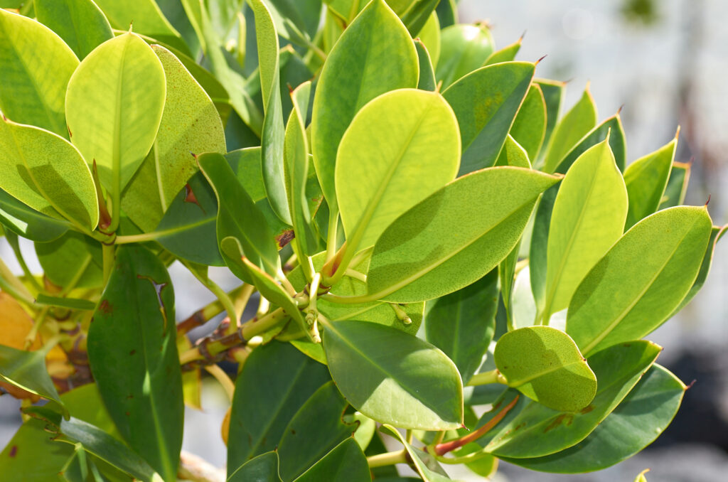 Rhizophora mucronata - Maurice