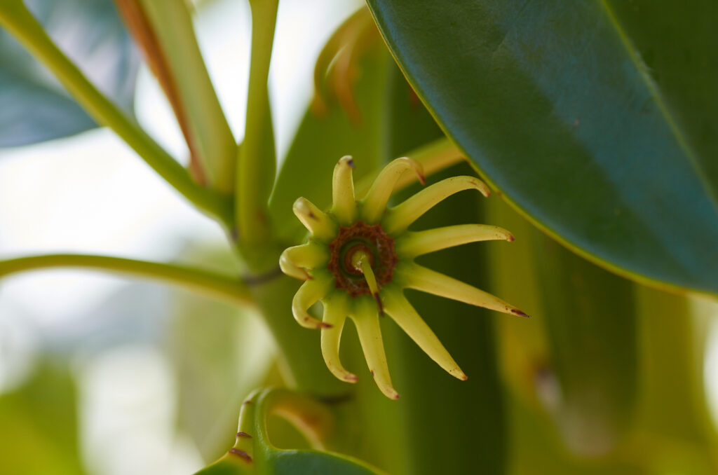 Bruguiera gymnorhiza - Maurice