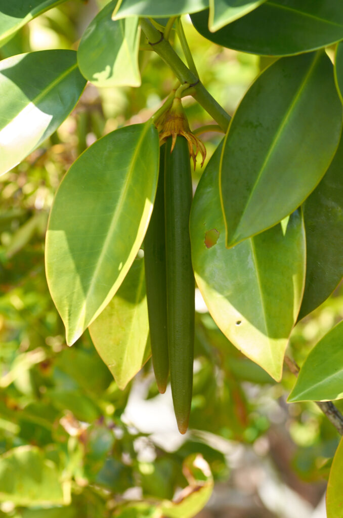 Bruguiera gymnorhiza - Maurice