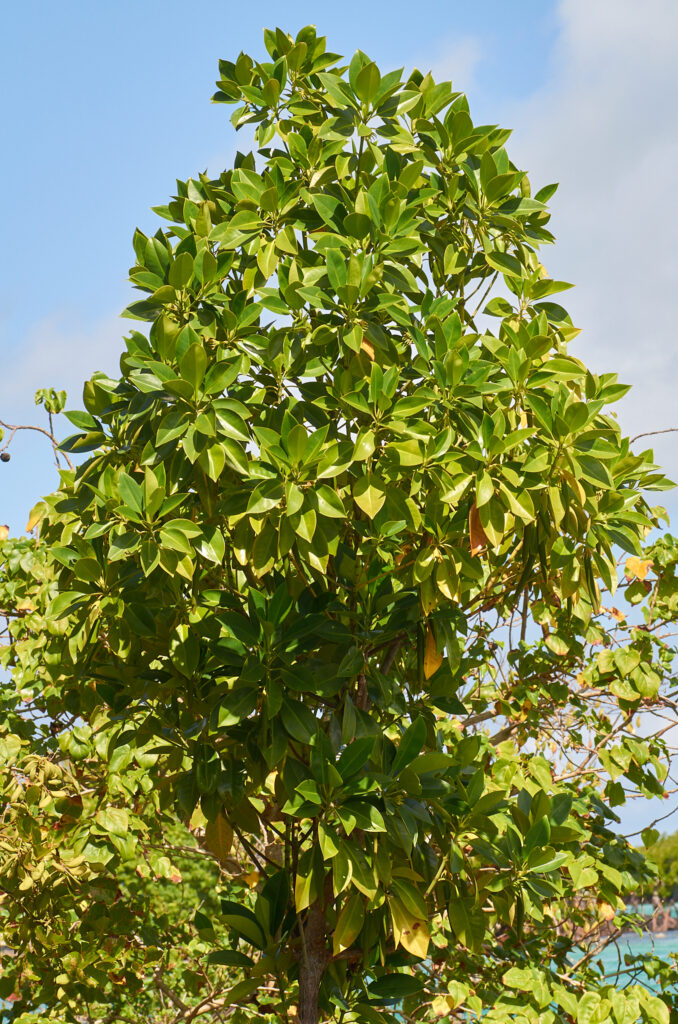 Bruguiera gymnorhiza -Maurice