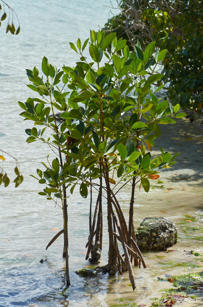 Rhizophora mucronata - Maurice