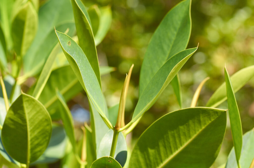 Rhizophora mucronata - Maurice