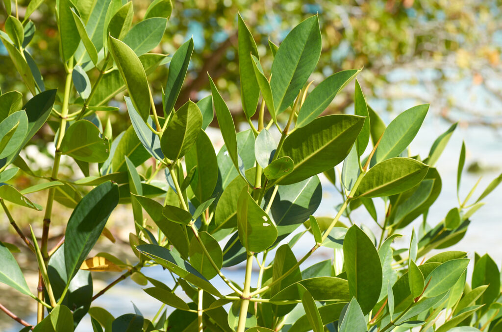Rhizophora mucronata - Maurice