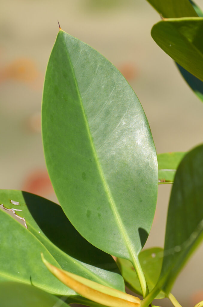 Rhizophora mucronata - Maurice