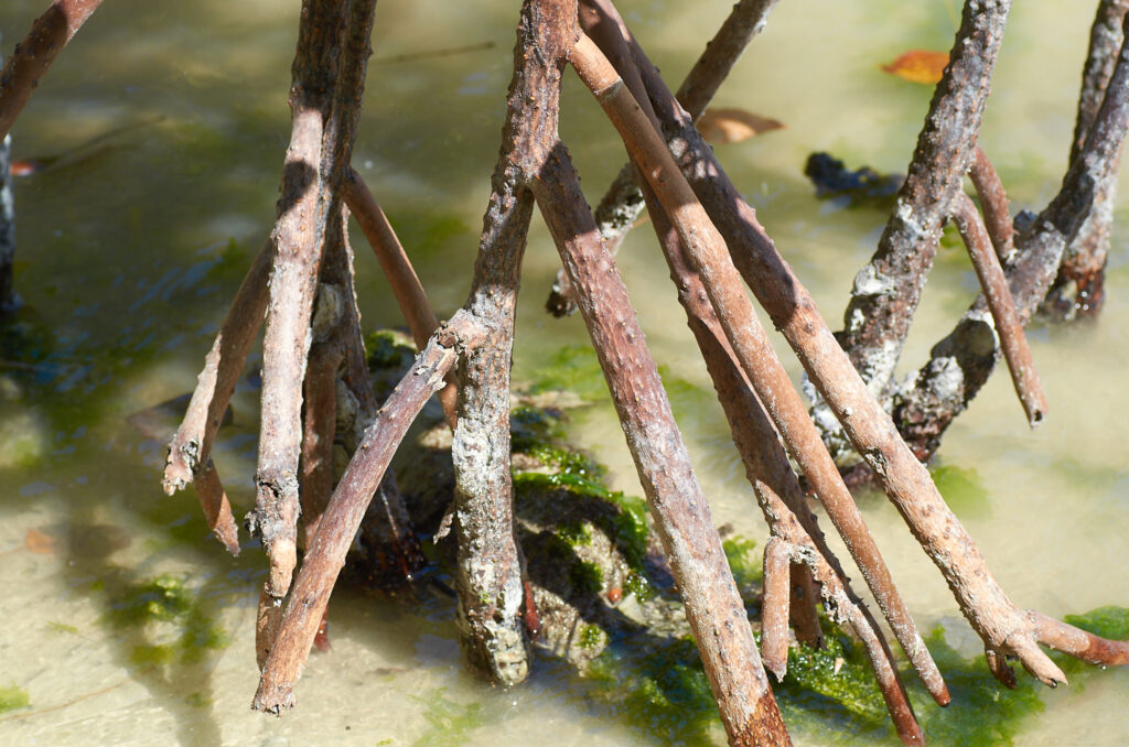 Rhizophora mucronata - Maurice