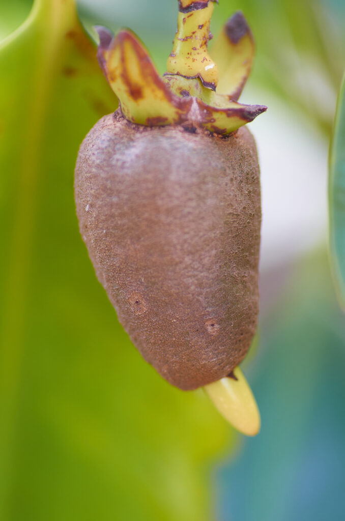 Rhizophora mucronata - Maurice