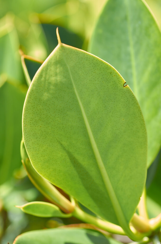 Rhizophora mucronata - Maurice