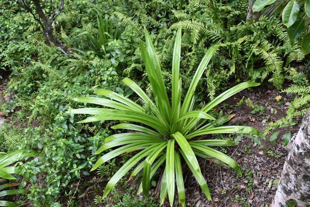 Pandanus macrostigma - Maurice