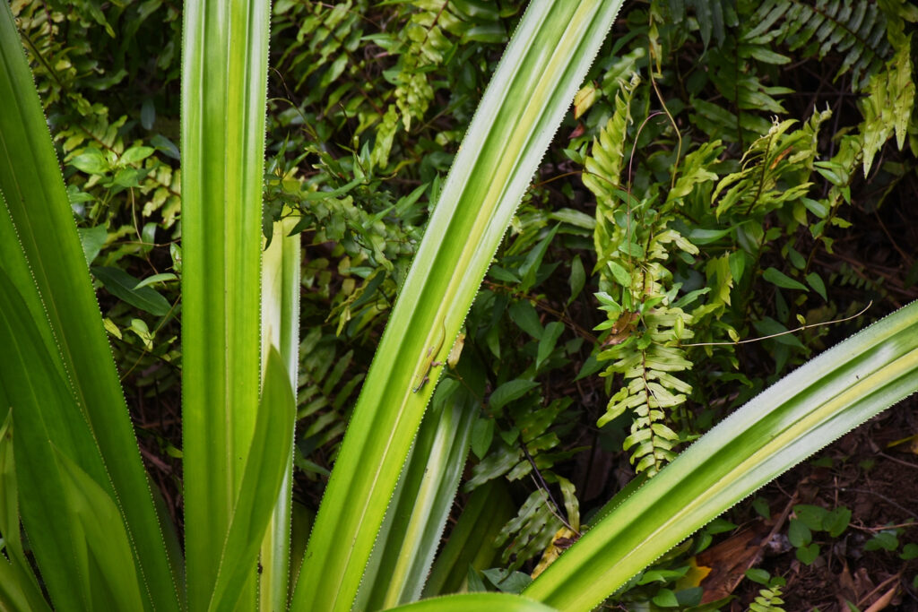 Pandanus macrostigma - Maurice