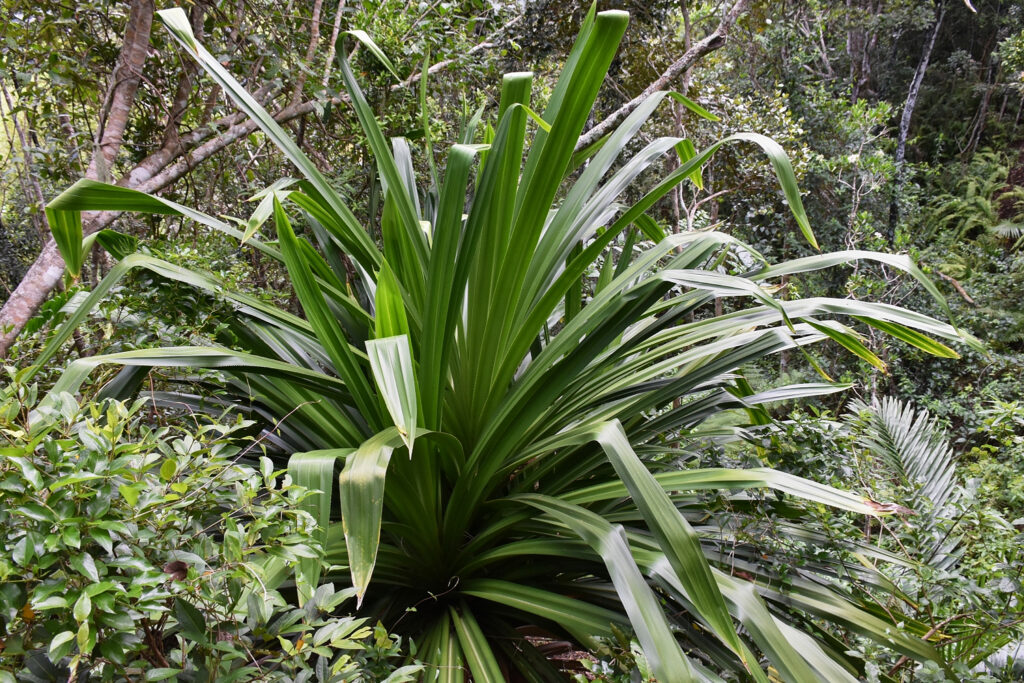 Pandanus macrostigma - Maurice