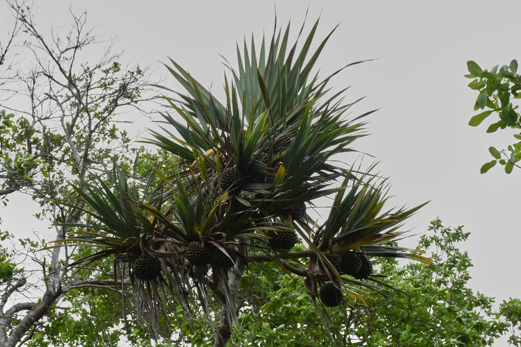 Pandanus vandermeeschii - Maurice