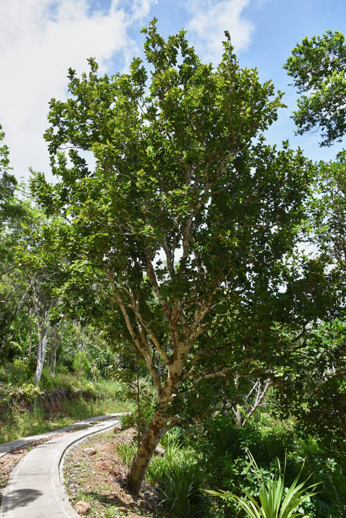 Homalium integrifolium - Maurice