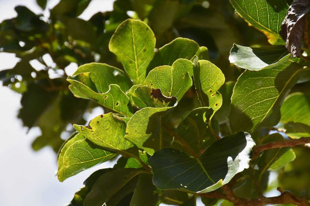 Homalium integrifolium - Maurice