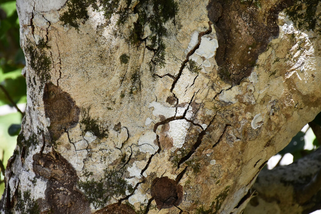 Homalium integrifolium - Maurice