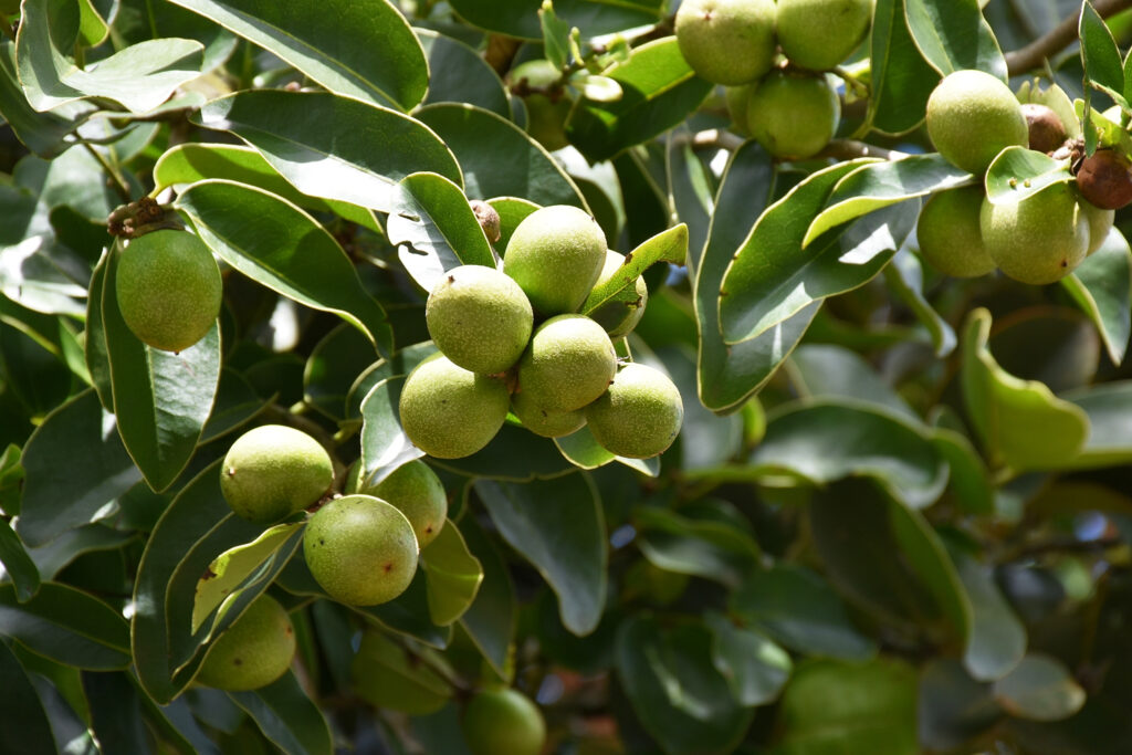 Diospyros tessellaria - Maurice