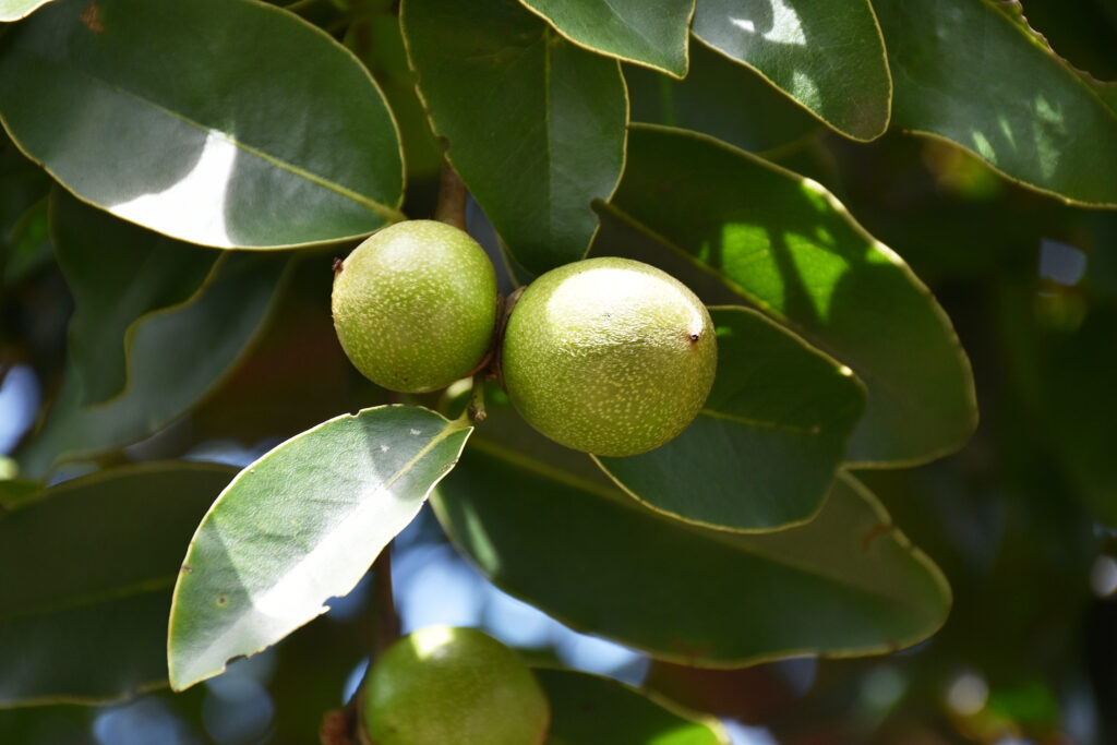 Diospyros tessellaria - Maurice