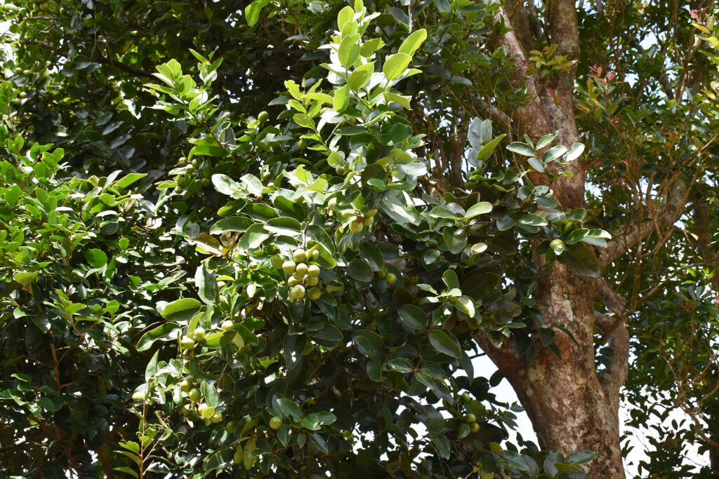 Diospyros tessellaria - Maurice