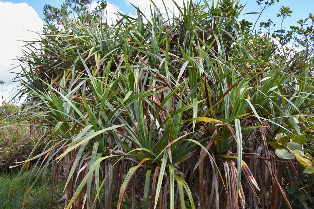 Pandanus barkleyi - Maurice