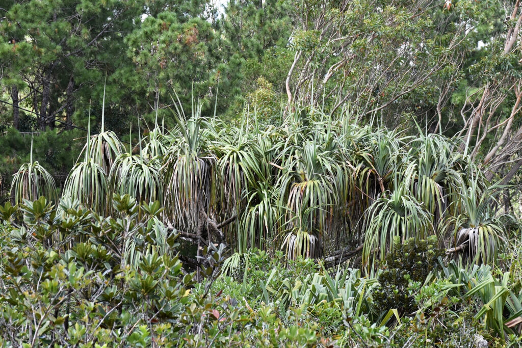 Pandanus palustris - Maurice