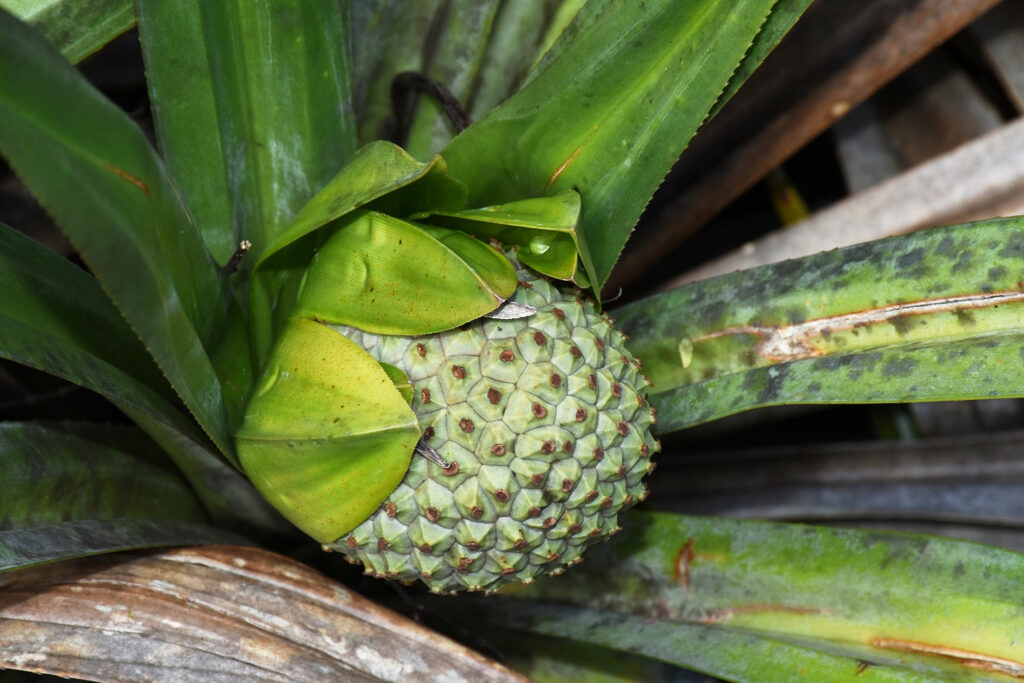 Pandanus wiehei - Maurice