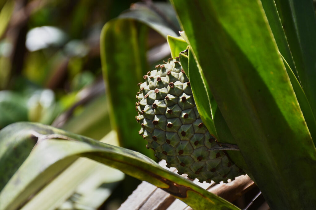 Pandanus wiehei - Maurice