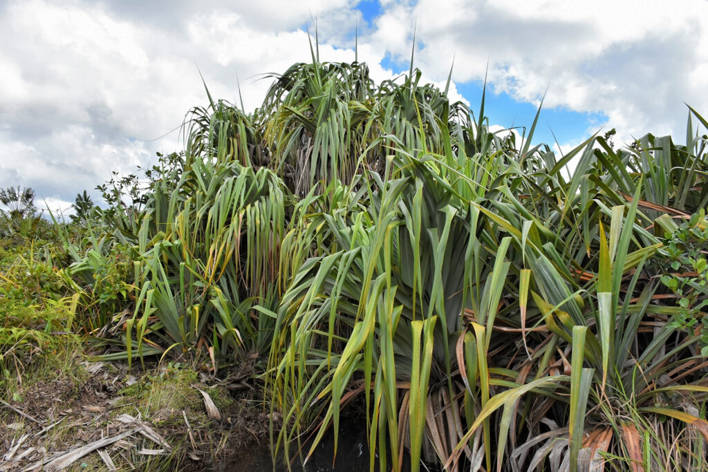 Pandanus palustris - Maurice