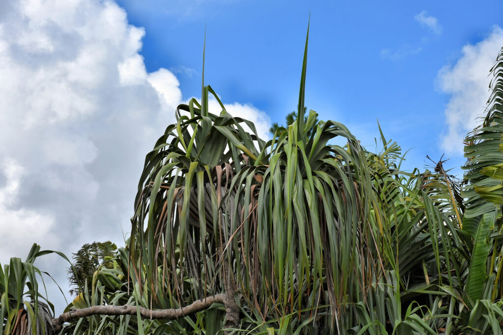 Pandanus palustris - Maurice
