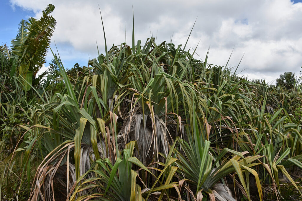 Pandanus palustris - Maurice