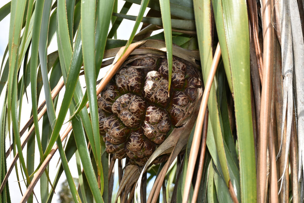 Pandanus palustris - Maurice