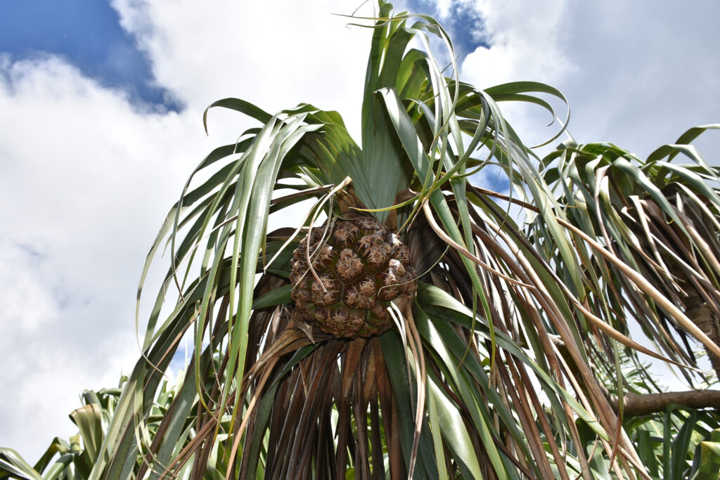 Pandanus palustris - Maurice