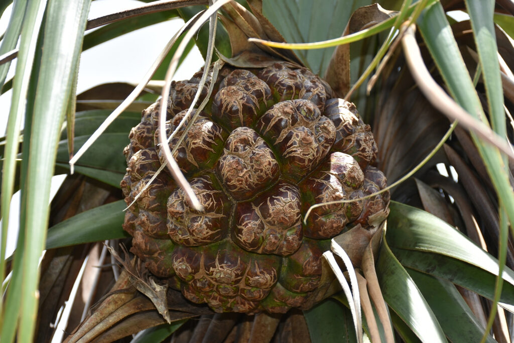 Pandanus palustris - Maurice