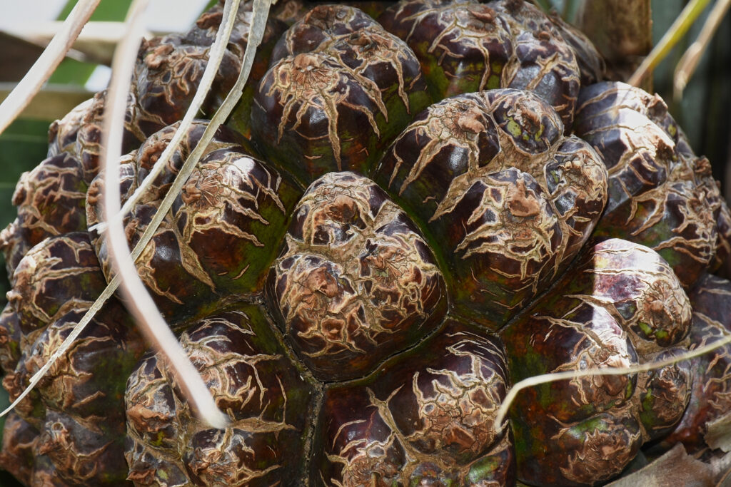 Pandanus palustris - Maurice