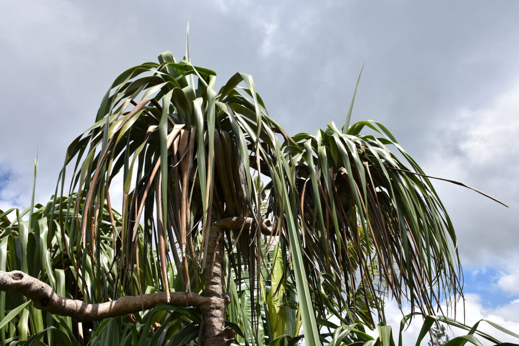 Pandanus palustris - Maurice